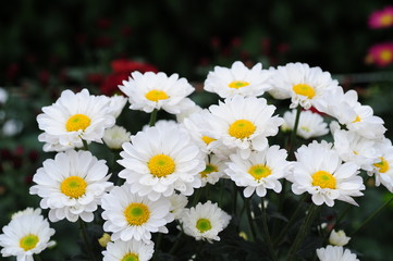 The beautiful chrysanthemums are in full bloom