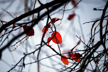 Rote, orangene, bunte, abstrakte Blätter als Silhouette an einem schwarzen Ast im Herbst als close up