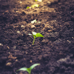 Close up of cucumber seedling in humus ground.