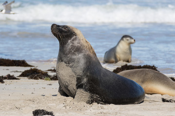 Australian sea lion, Neophoca cinerea, posing on the beach at Seal Bay, Kangaroo Island, South Australia, Australia.