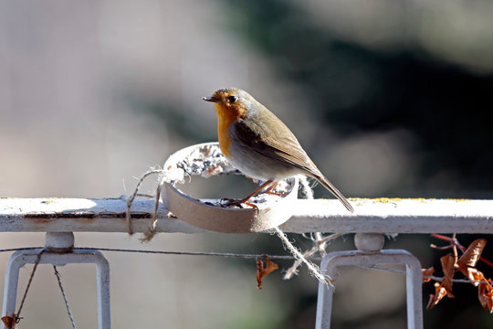 Rotkehlchen F&uuml;tterung im Winter mit Futter an einem Futtering aus Samen, Kernen, Haferflocken und Fett auf einem Balkon