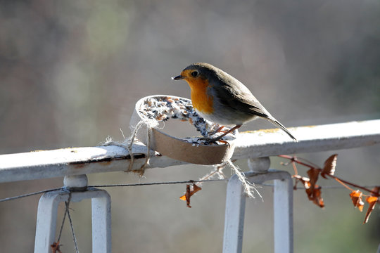 Ein Rotkehlchen frisst im Winter Futter an einem Futtering aus Samen, Kernen, Haferflocken und Fett auf einem Balkon