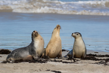 Australian sea lion, Neophoca cinerea, on the beach at Seal Bay, Kangaroo Island, South Australia, Australia.