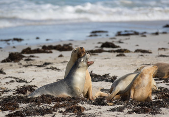 Fototapeta premium Australian sea lion, Neophoca cinerea, on the beach at Seal Bay, Kangaroo Island, South Australia, Australia.