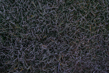 Freezing Grass