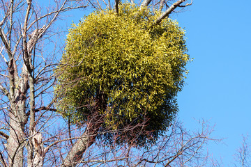 A large bunch of mistletoe growing on the branch of a tree.
