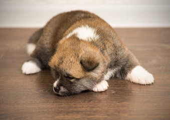 dog lying on the floor