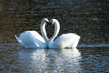 A pair of loving mute swans. The picture was taken on St Valentines day.
