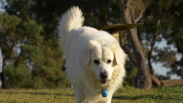Portrait of big white dog at grass in the park with bone collar with pockets
