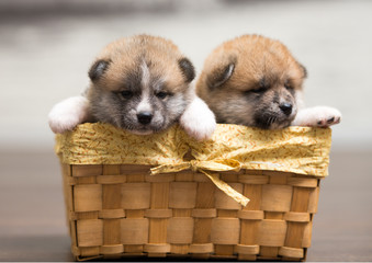 two puppies in basket