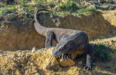 Fototapeta premium Komodo dragon sniffs the air with his forked tongue.. Scientific name: Varanus komodoensis. Biggest in the world living lizard in natural habitat. Island Rinca.