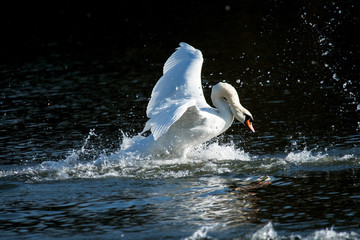 Mute swan landing on water