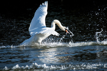 Mute swan splashing down onto water.