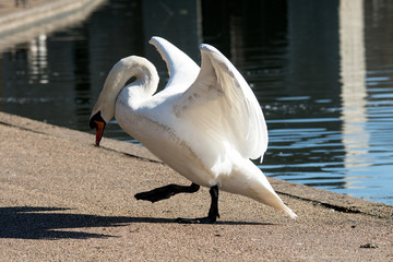 Mute swan walking on land with one foot in the air.