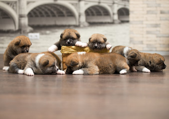 group of puppies