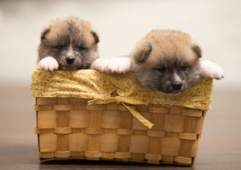 two puppies in basket