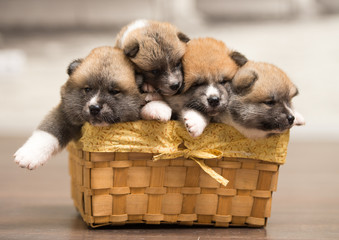 puppies in basket