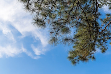 Pine needles and sky