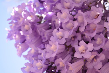 Obraz premium Fragile petals