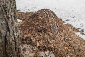 Ant hill in a pine forest in early spring