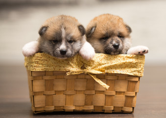 two puppies in basket