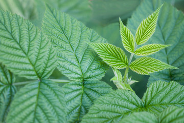 raspberry green leaves