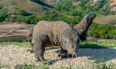 Komodo dragon sniffs the air with his forked tongue.. Scientific name: Varanus komodoensis. Biggest in the world living lizard in natural habitat. Island Rinca.