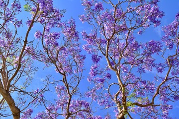 Jacaranda blossom