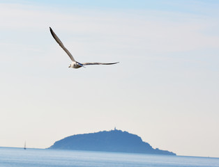 a seagull flies  to the island