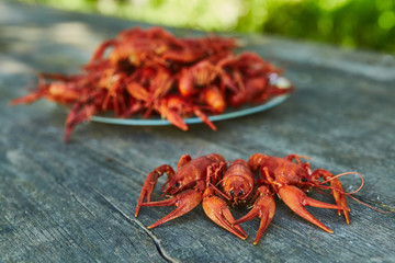 Crawfish cooked and served on wooden background