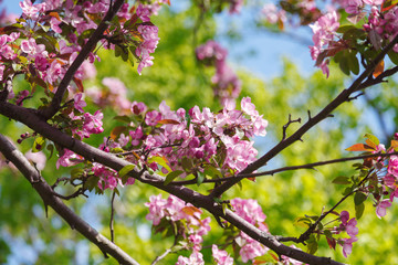 Spring tree with pink flowers in the garden on a sunny day. Blooming branches of the peach tree, blurred background