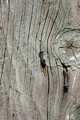 Old wooden saw cut with paint residues and rusty nails