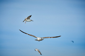 Gulls under the sea