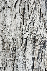 Fragment of a bark with whitewash. For design, banner and layout