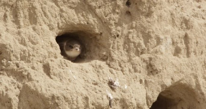 shore swallow nest - german river