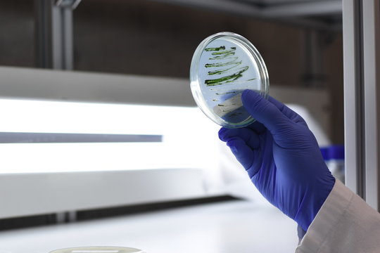 A researcher holds a Petri dish containing a green microalgae culture in front of light bulbs