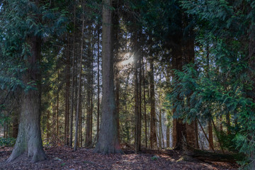 Obraz premium Nature