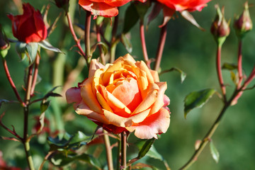 Blooming pretty orange rose flower on a flower bed in a garden on a Sunny day close-up