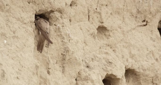 shore swallow nest - german river
