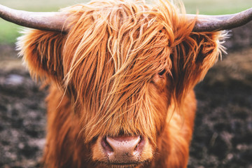 Highland cow cattle head face hair horns in Scotland - obrazy, fototapety, plakaty