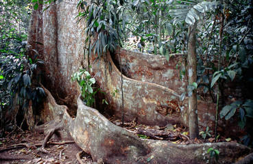 Giant tree Gyranthera caribensis in the rainforest Venezuela