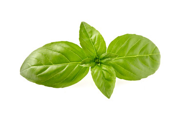Fototapeta premium Basil leaves in closeup on white background