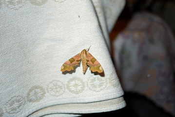 Mimas tiliae moth