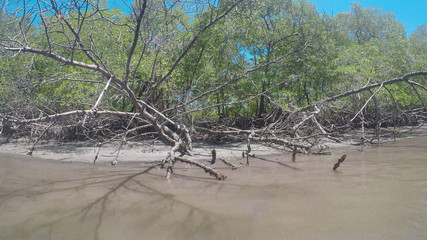 Tree on the beach