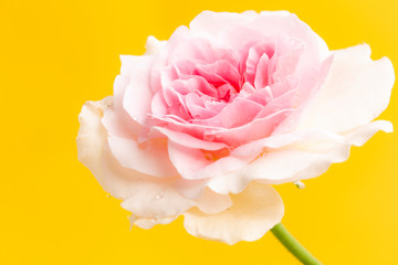 beauty Mon Coeur rose flower on yellow background
