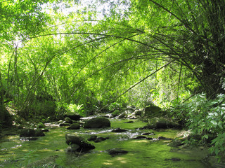 Beautiful landscape with calm flowing river inside the tropical rainforest Henri Pittier National...