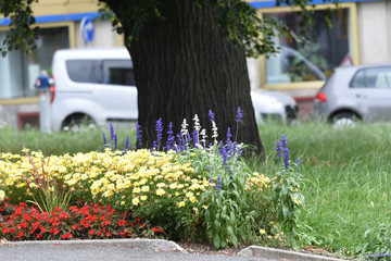 grünfläche in der gartengestaltung