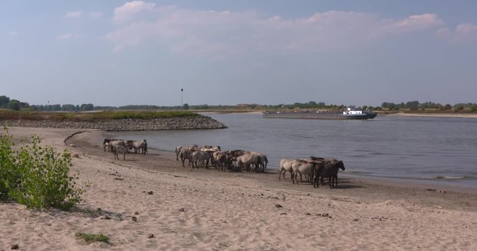 Konik horses enjoy the river beach due to the low water level in the river Rhine. Barge sailing downstream. THE NETHERLANDS, SUMMER 2018.