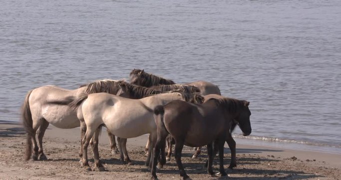 Konik horses seek coolness on the river beach in the hot summer of 2018. Low water level in the river Rhine as a result of the drought. THE NETHERLANDS, SUMMER 2018.