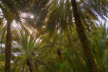 Palm trees canopy in Al Ain oasis, United Arab Emirates